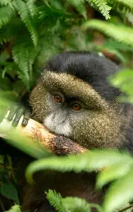 6-day rwanda's golden monkeys & uganda's gorillas