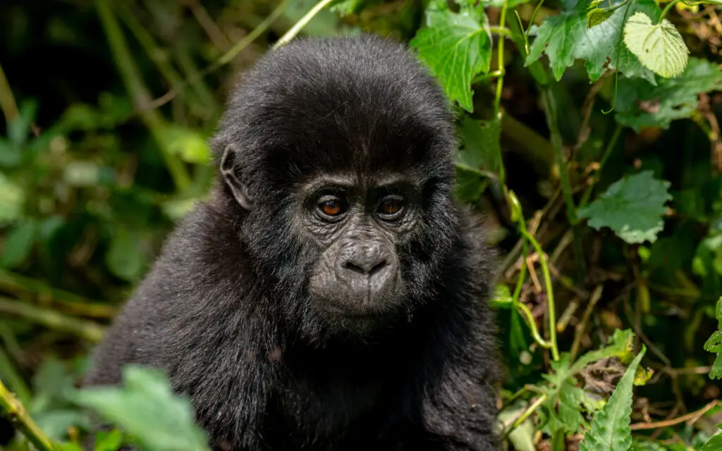 Mountain Gorilla Trekking in Uganda