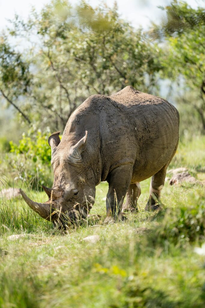 Uganda safari park experiences for our Uganda Safari Blog