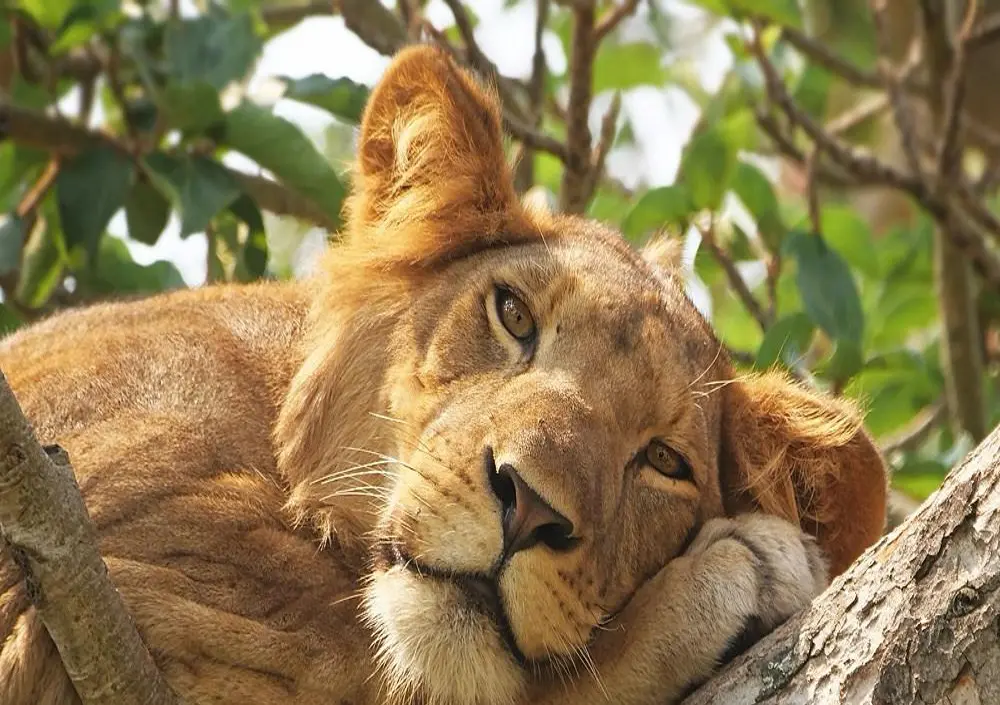 tree climbing lion in the ishasha sector of queen elizabeth national park. our African Safari Experts craft these experiences
