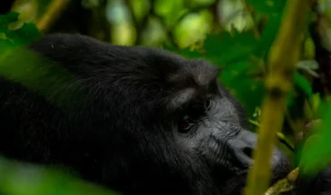 big gorilla bwindi during our gorilla trekking safari