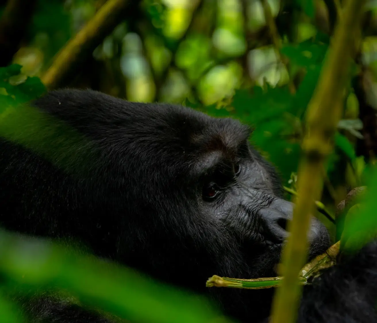Gorilla Trekking in East Africa