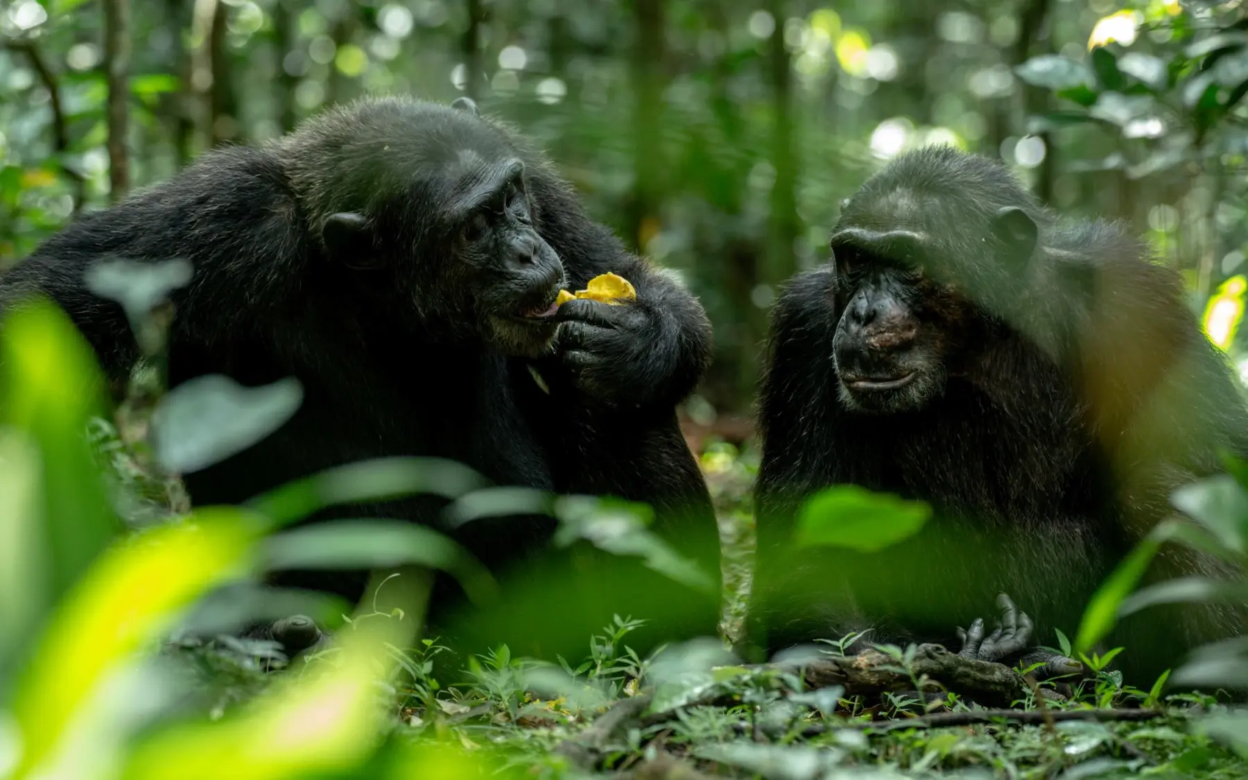 chimps during gorilla trekking in uganda