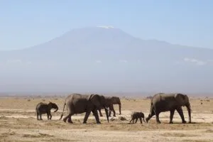 elephants-7533479_1280-300x200