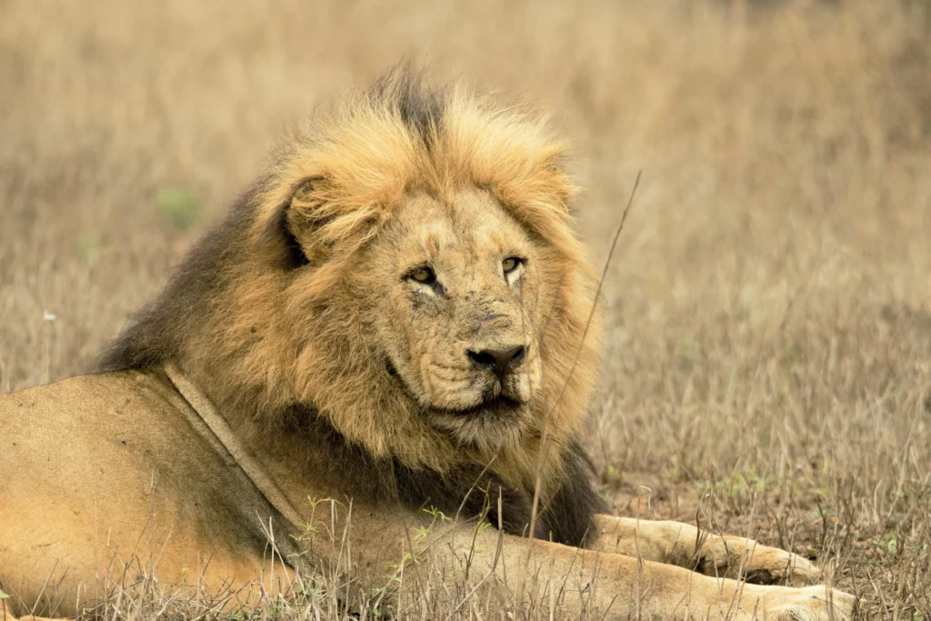 Best Time for Kenya Safari Without Big Crowds and Insane Prices