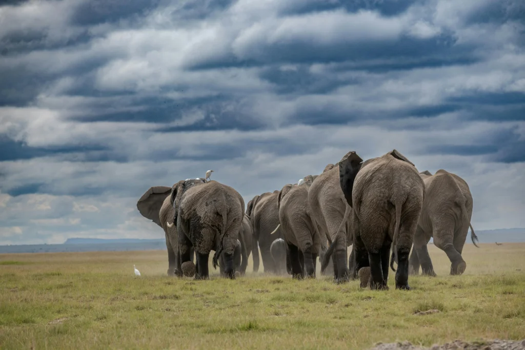 kenya safari iteneraries