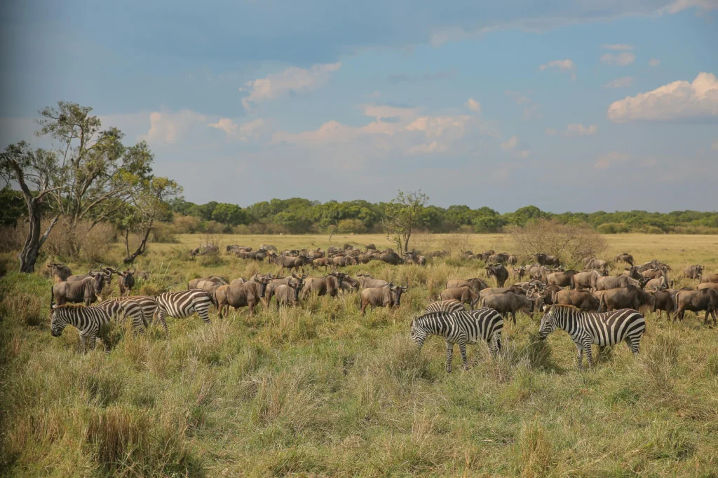 Best Time for Kenya Safari Without Big Crowds and Insane Prices