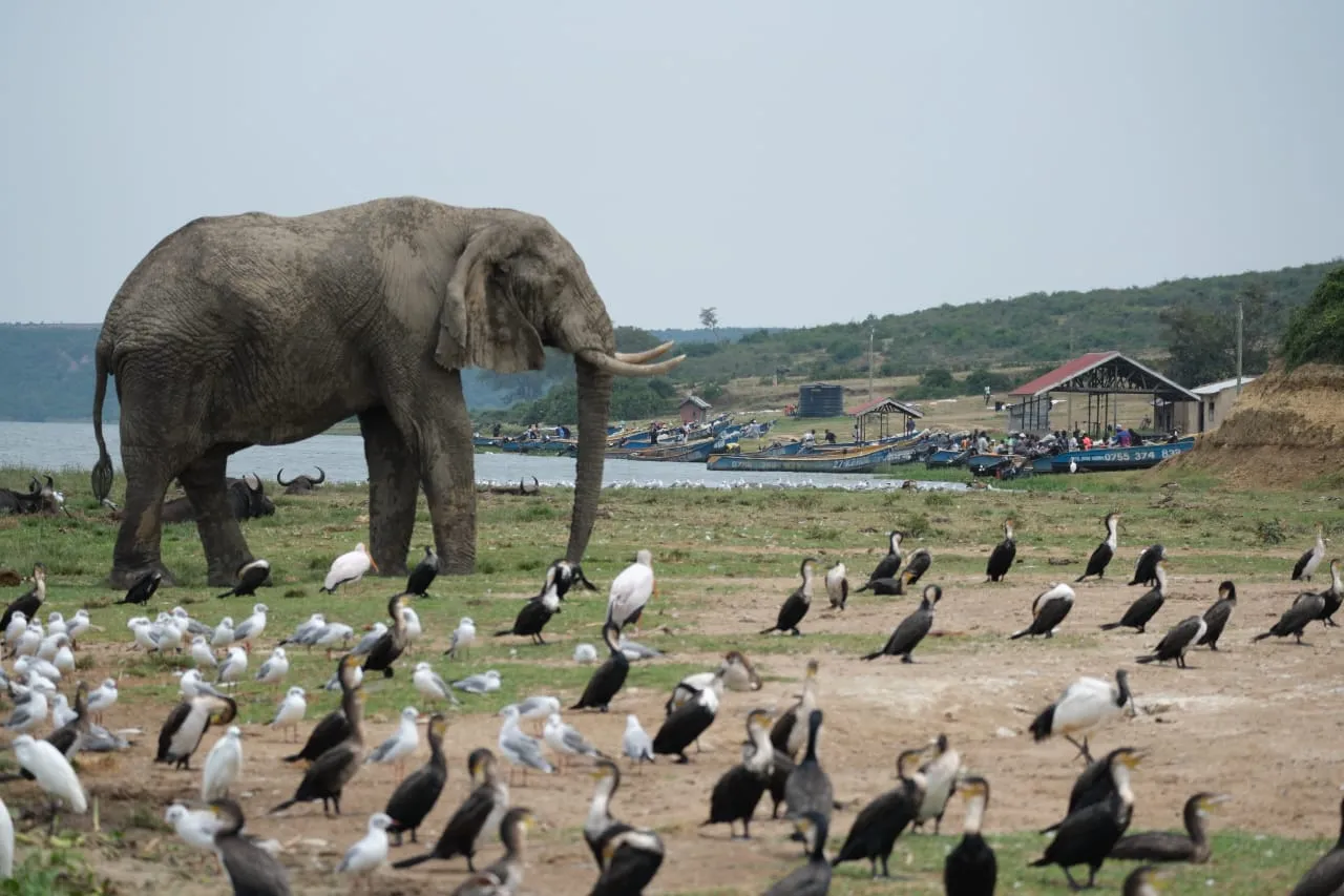 Pomelo-ibis Adventures' Uganda and East Africa safaris