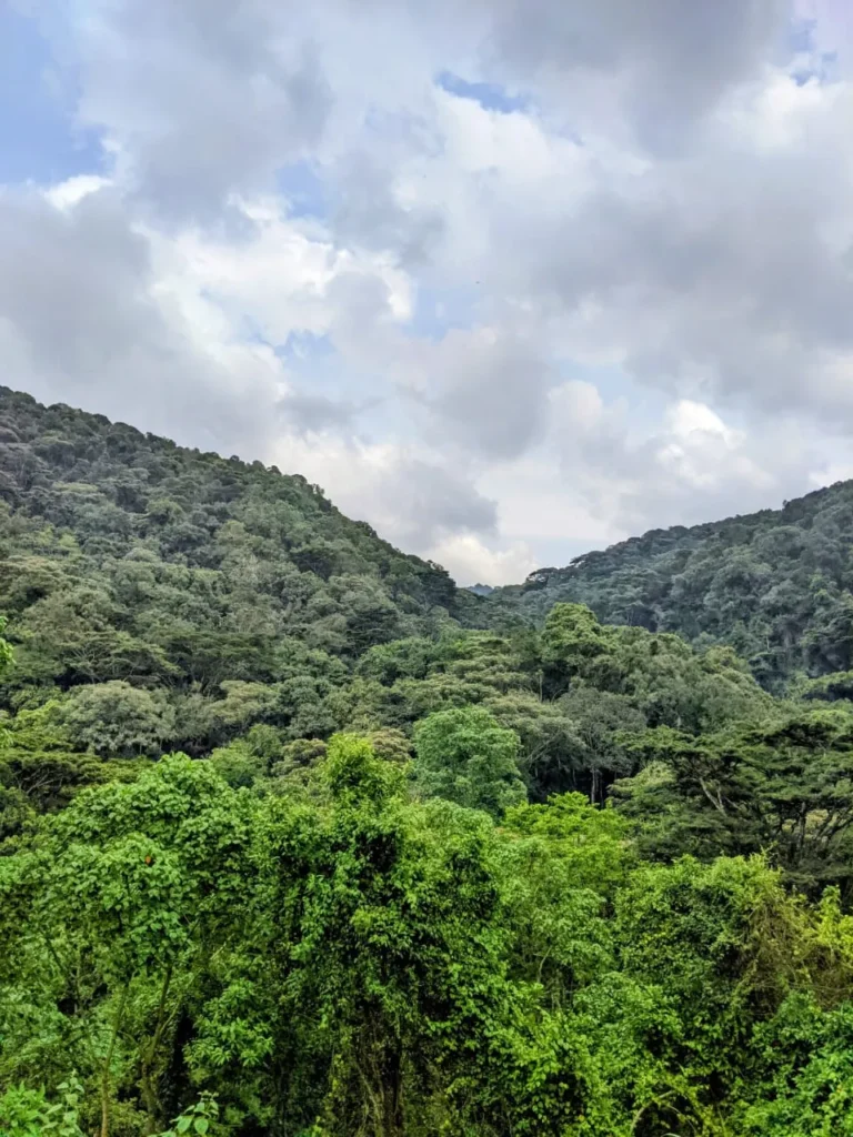 How to Schedule a Gorilla Habituation in Uganda 2027