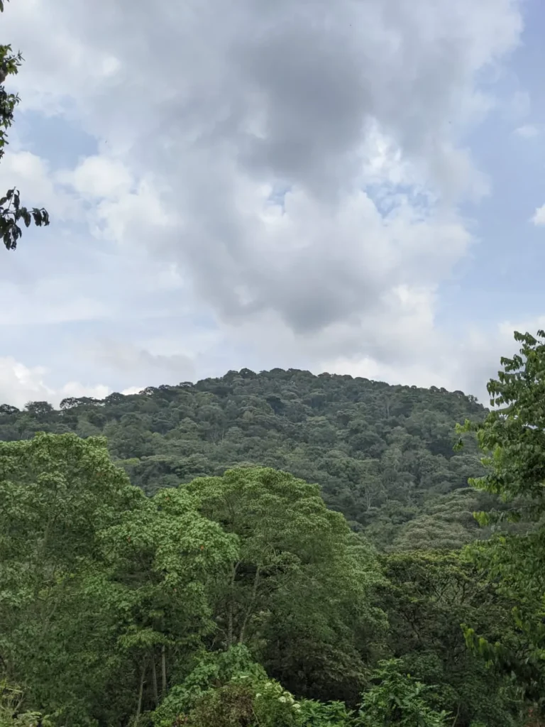 how to get a gorilla trekking permit in Uganda or Rwanda