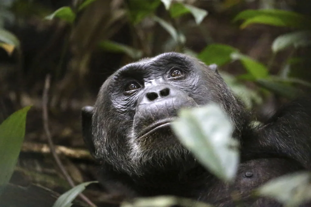 ngogo Chimpanzee War