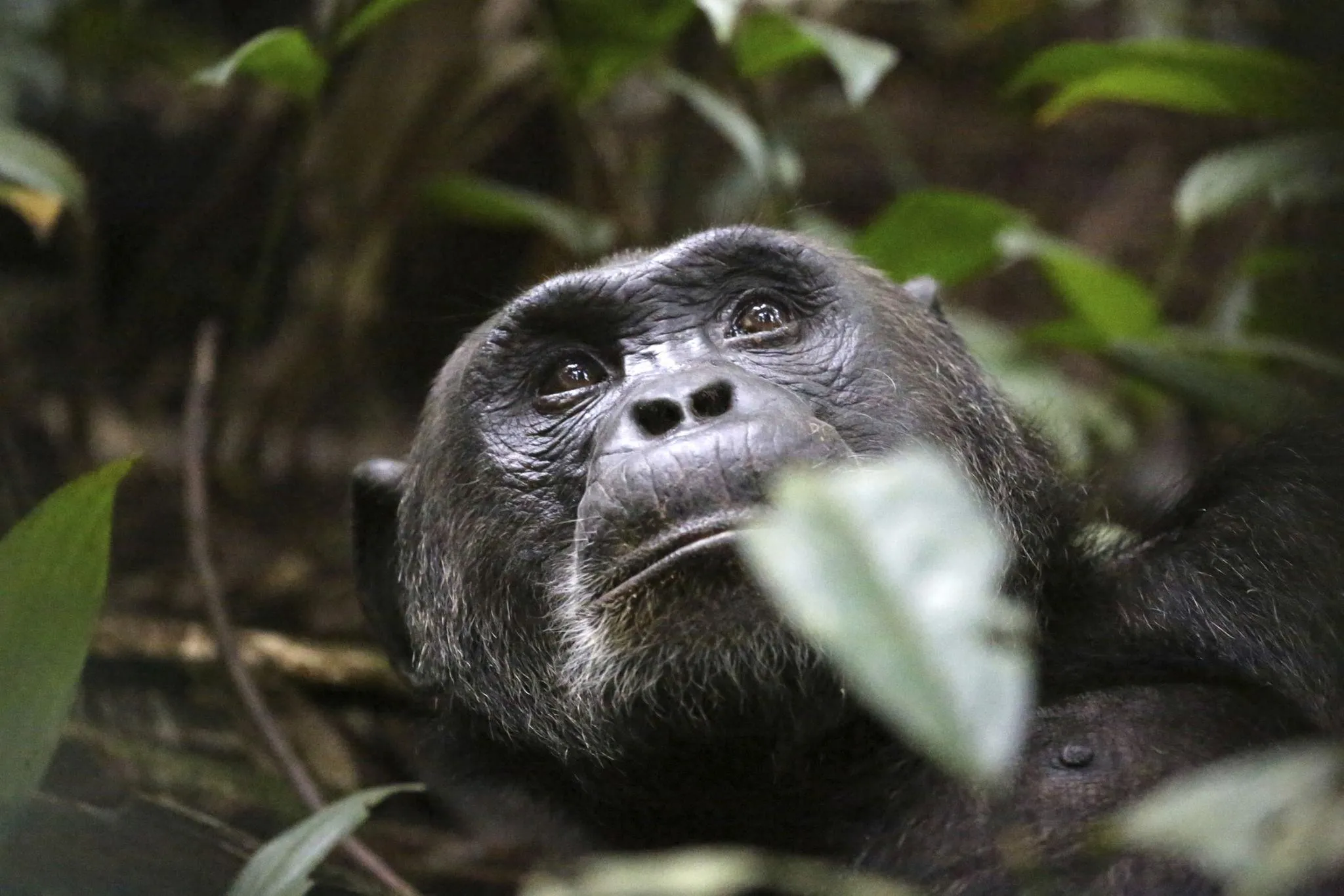 ngogo Chimpanzee War