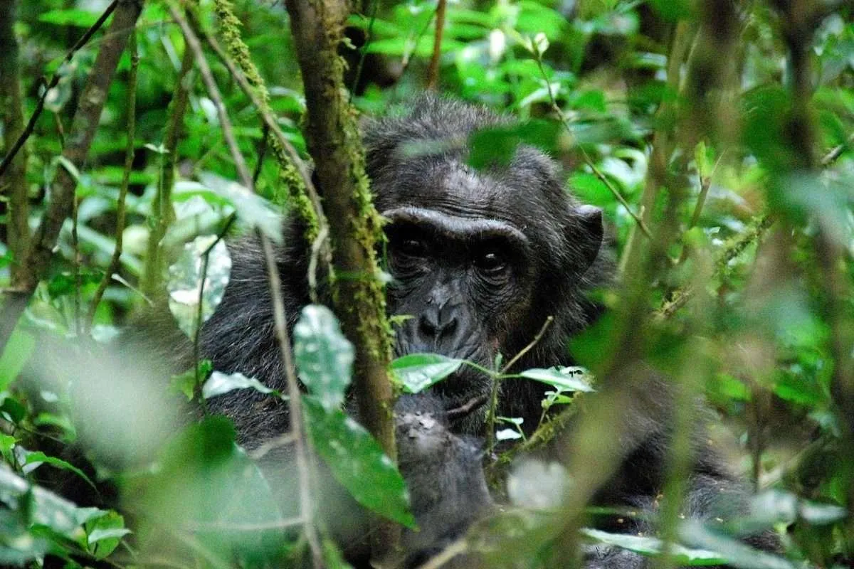 Ngogo Chimpanzee War