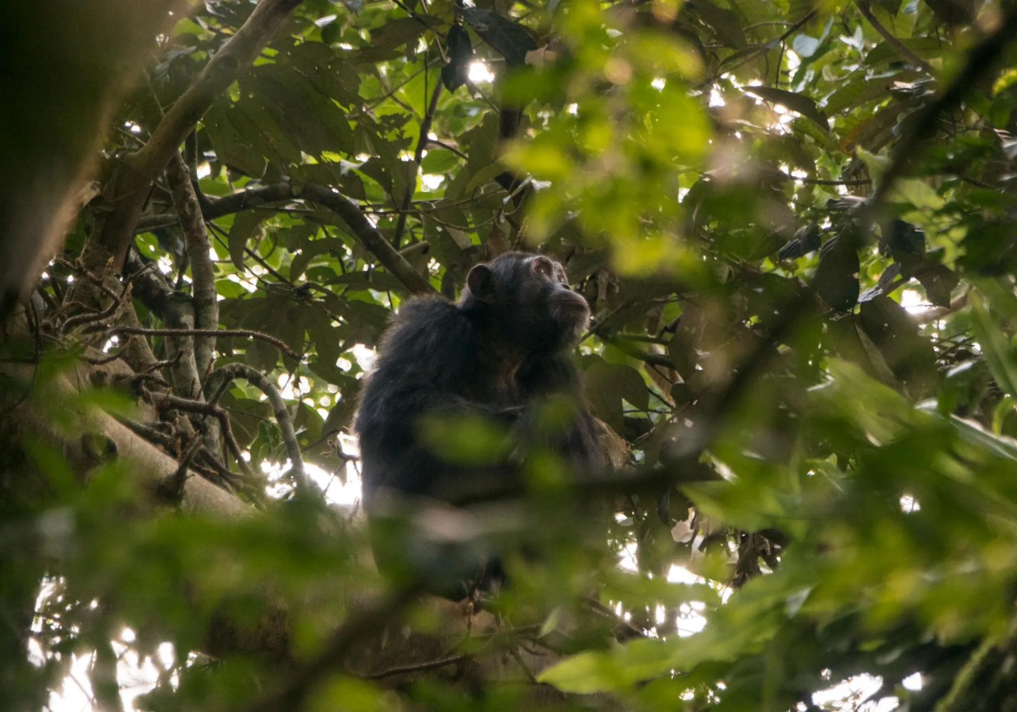 ngogo Chimpanzee War