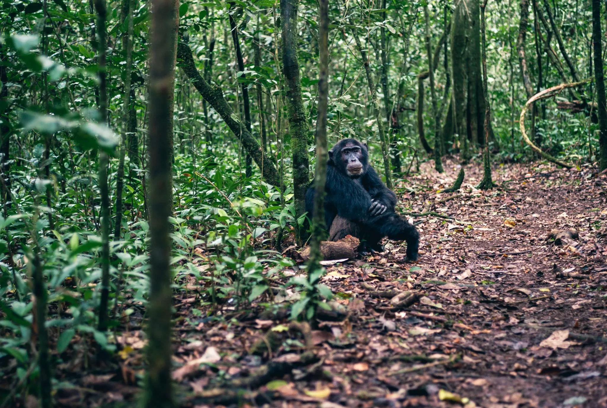 ngogo Chimpanzee War