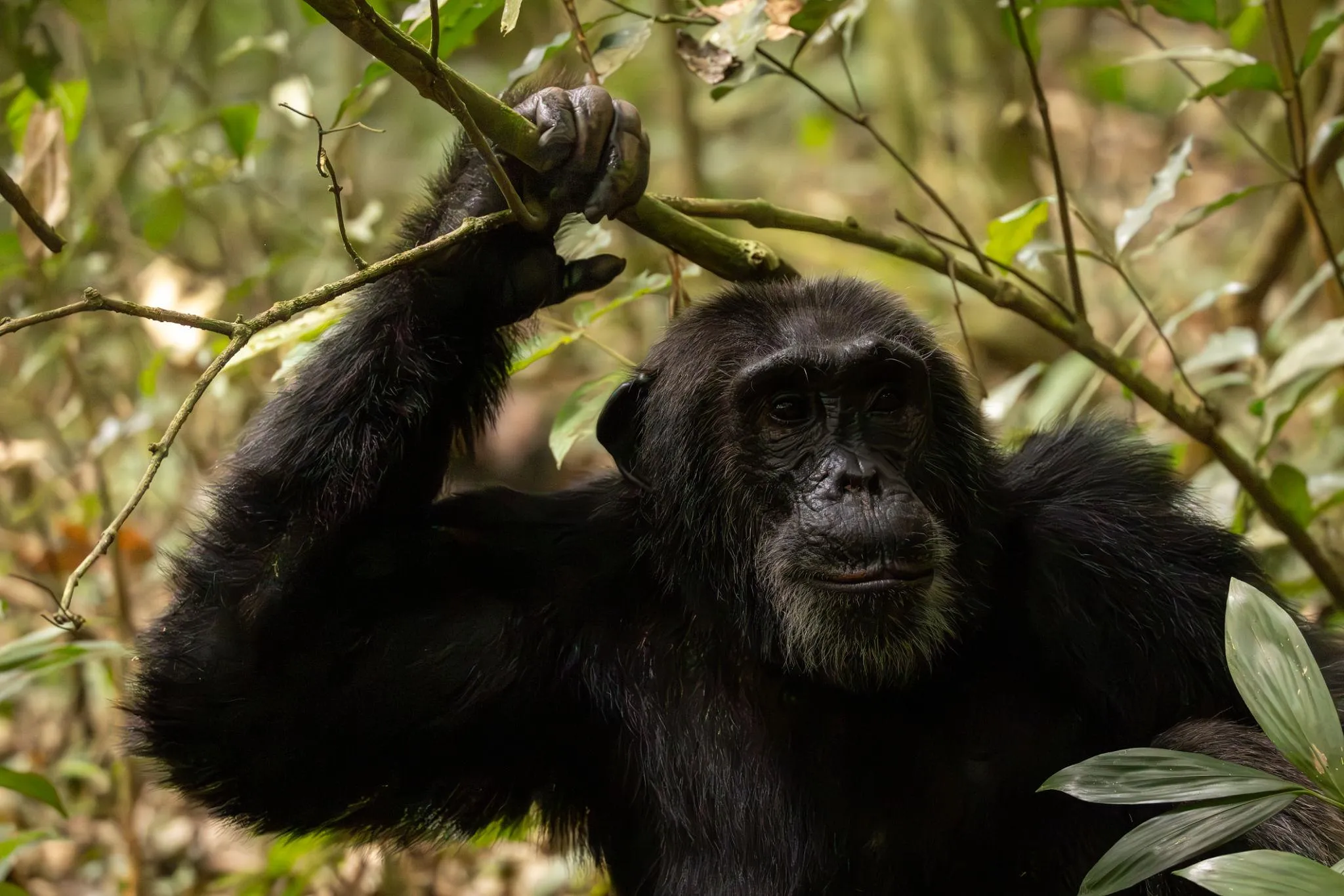 ngogo Chimpanzee War