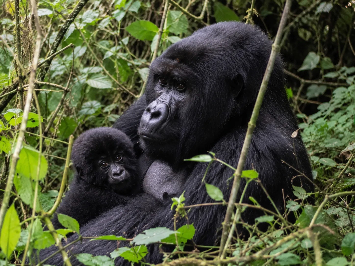 how long does gorilla trekking take