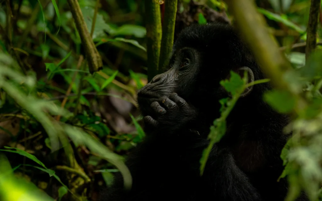 gorilla trekking with Parkinson's