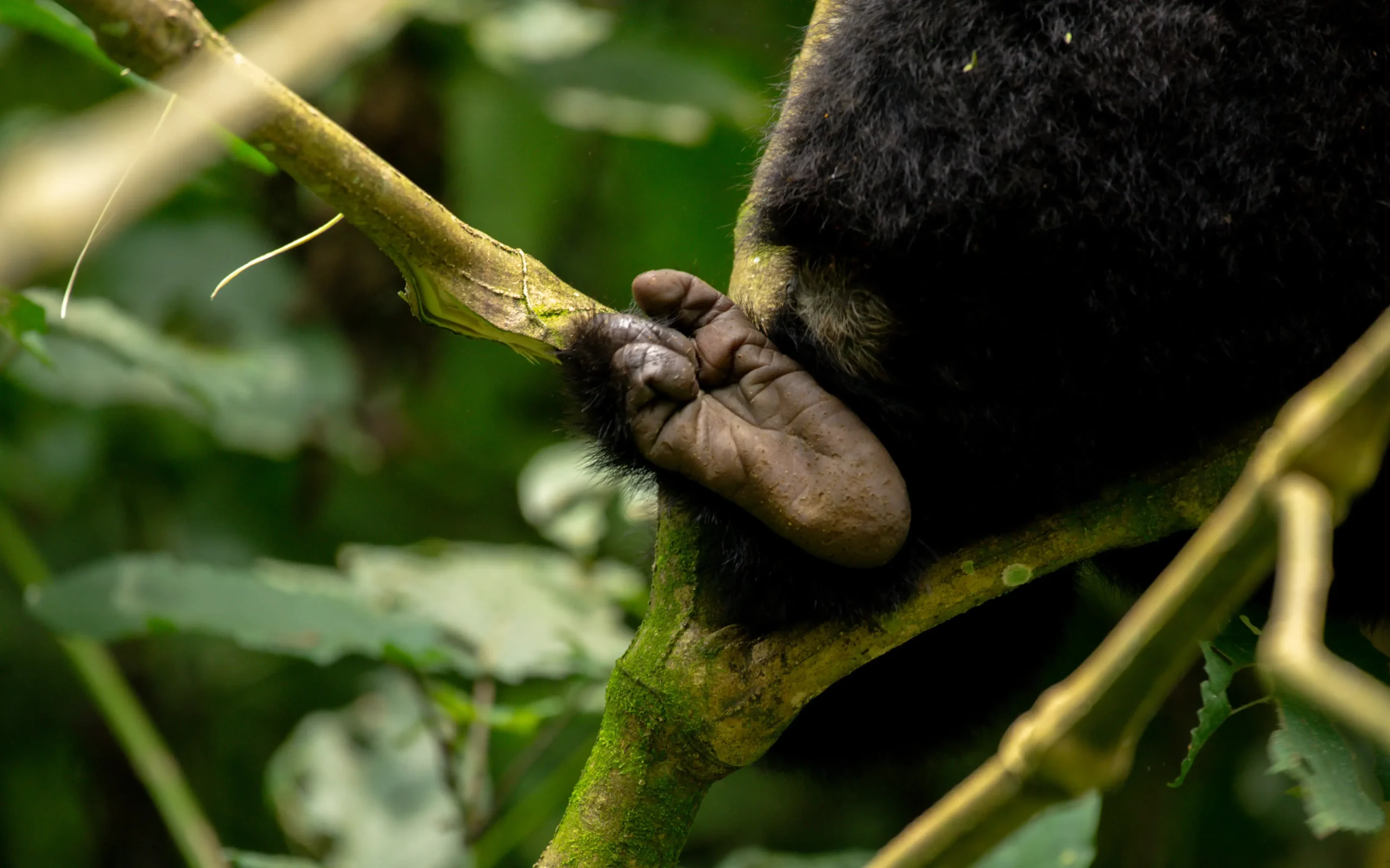 gorilla trekking with knee problems
