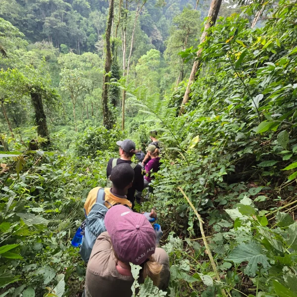 how long does gorilla trekking take