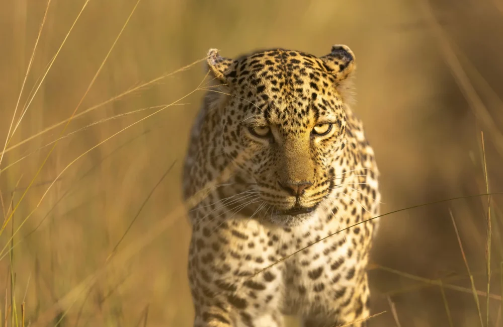 Best Time for Kenya Safari Without Big Crowds and Insane Prices