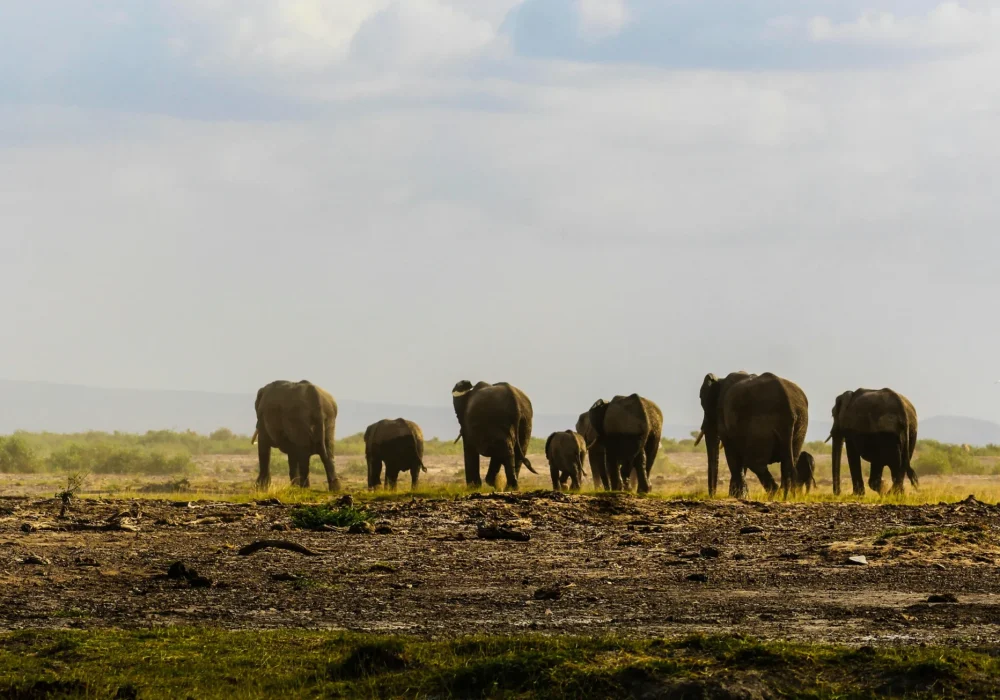 Best Time for Kenya Safari Without Big Crowds and Insane Prices